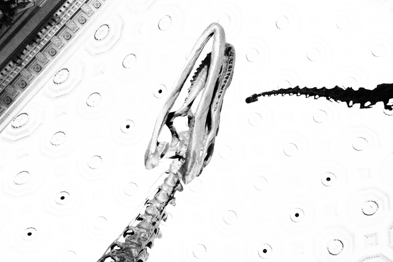 Illustration for article titled A WEDDING : UNDER A WHALE